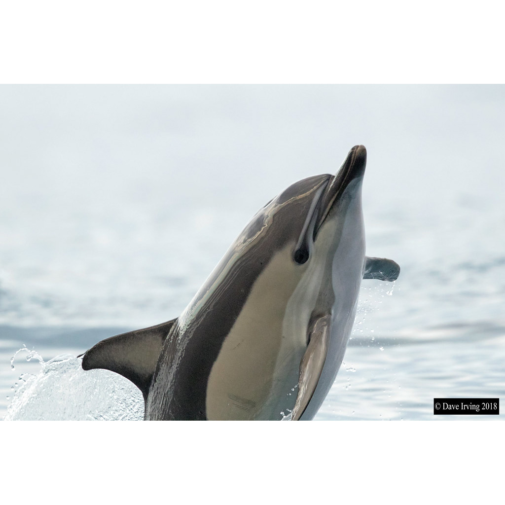 Длиннорылая белобочка (Delphinus capensis) Фото №10