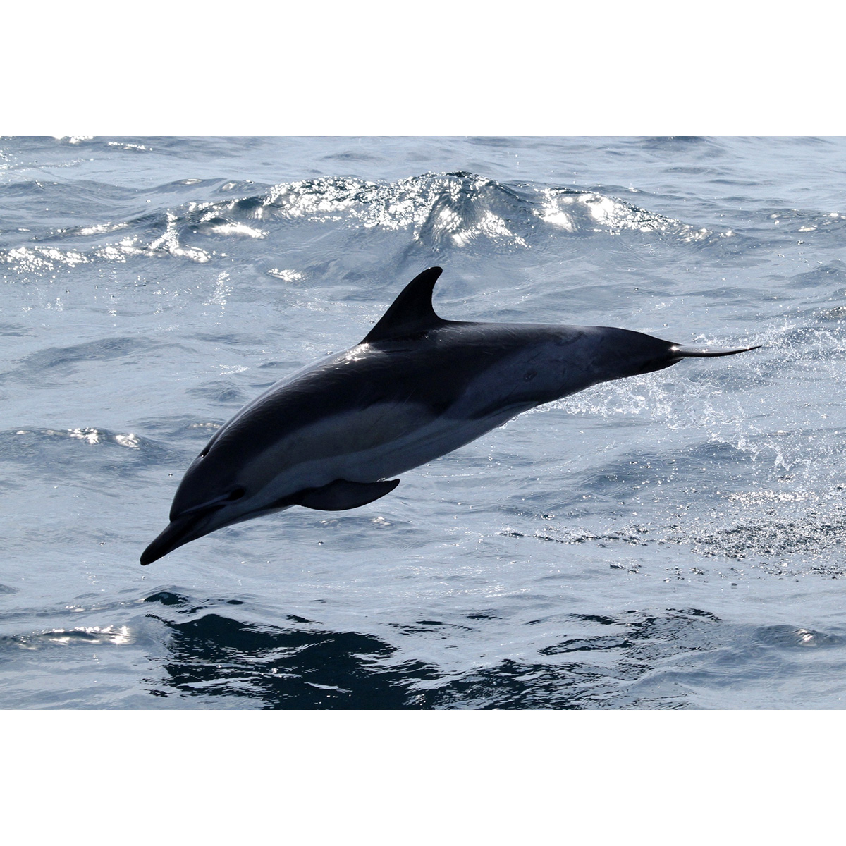Длиннорылая белобочка (Delphinus capensis) Фото №2