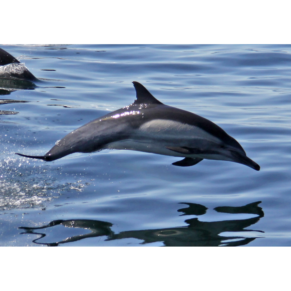 Длиннорылая белобочка (Delphinus capensis) Фото №3