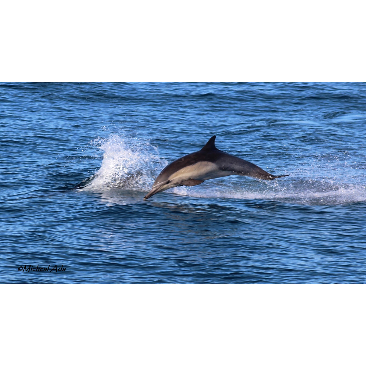 Длиннорылая белобочка (Delphinus capensis) Фото №4