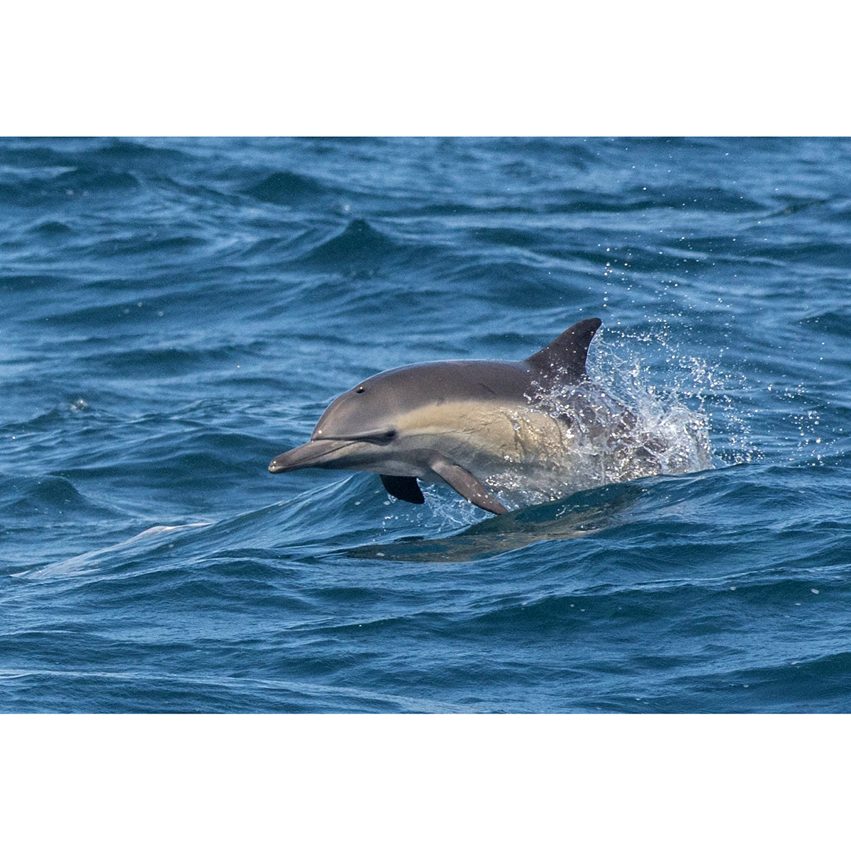 Длиннорылая белобочка (Delphinus capensis) Фото №5