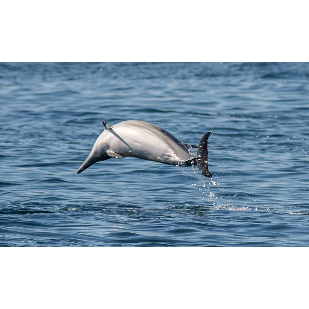Длиннорылая белобочка (Delphinus capensis) Фото №6
