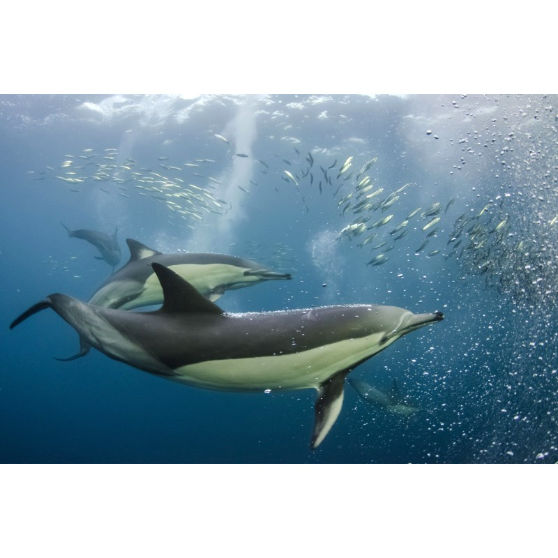 Длиннорылая белобочка (Delphinus capensis) Фото №7