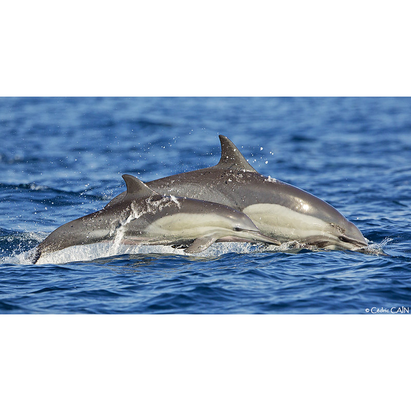 Длиннорылая белобочка (Delphinus capensis) Фото №8