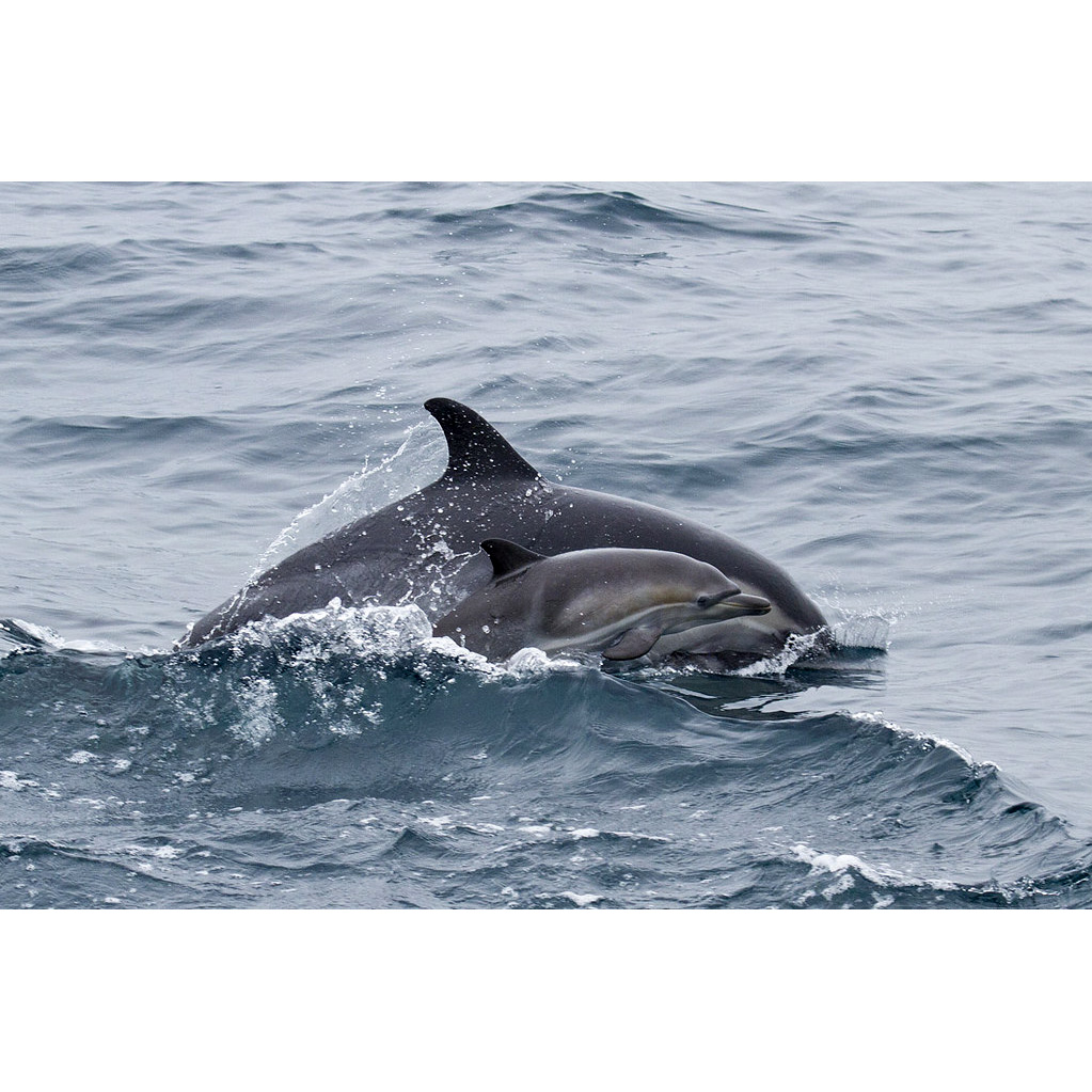 Длиннорылая белобочка (Delphinus capensis) Фото №9