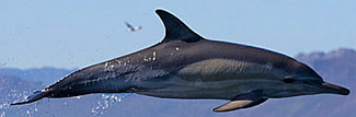 Delphinus capensis tropicalis