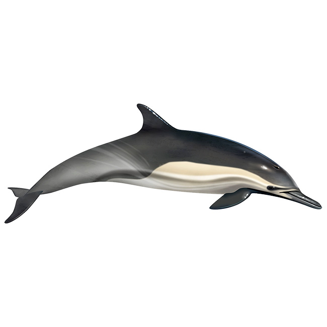 Длиннорылая белобочка (Delphinus capensis) Фото №1