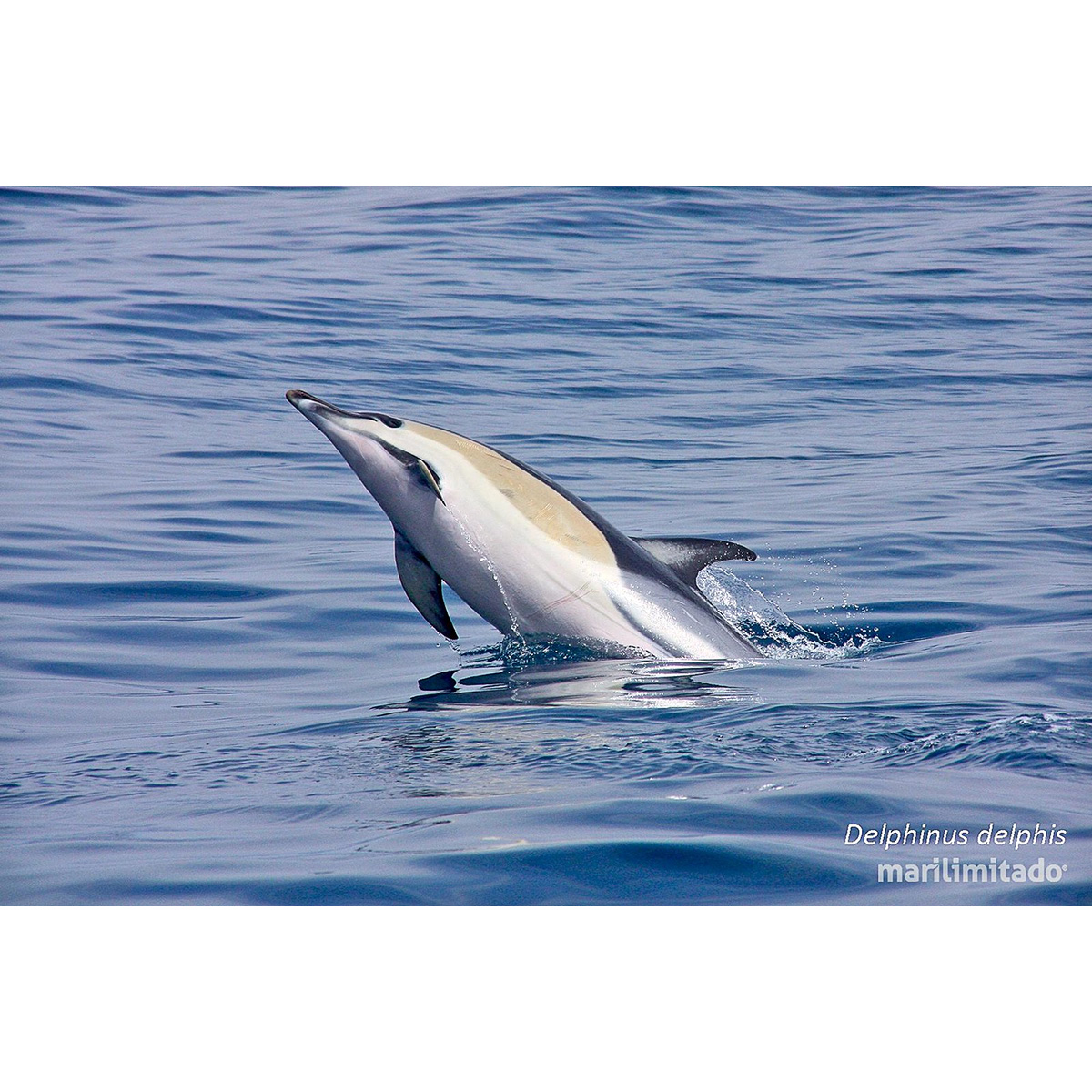 Дельфин-белобочка (Delphinus delphis) Фото №6