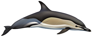 Delphinus delphis delphis