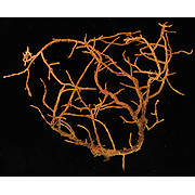 Семейство Dendrobrachiidae  фото
