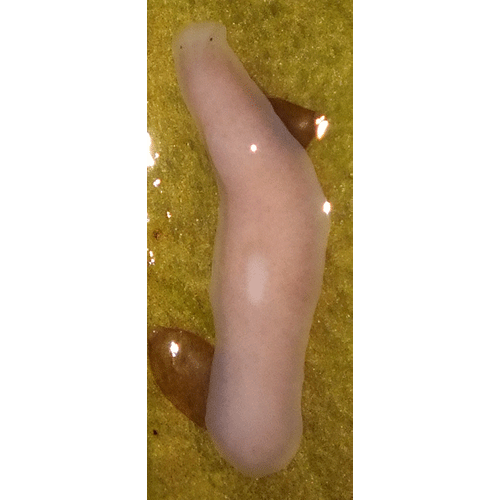 Семейство Dendrocoelidae  фото
