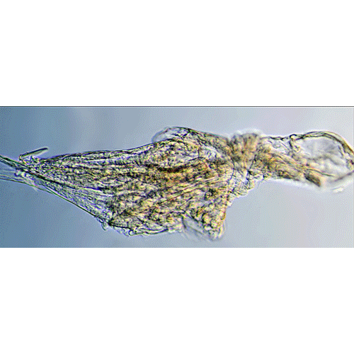 Семейство Dendrogastridae фото