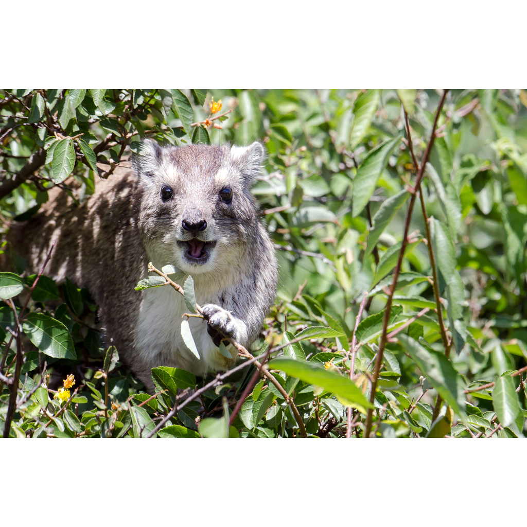 Древесный даман (Dendrohyrax arboreus) Фото №10