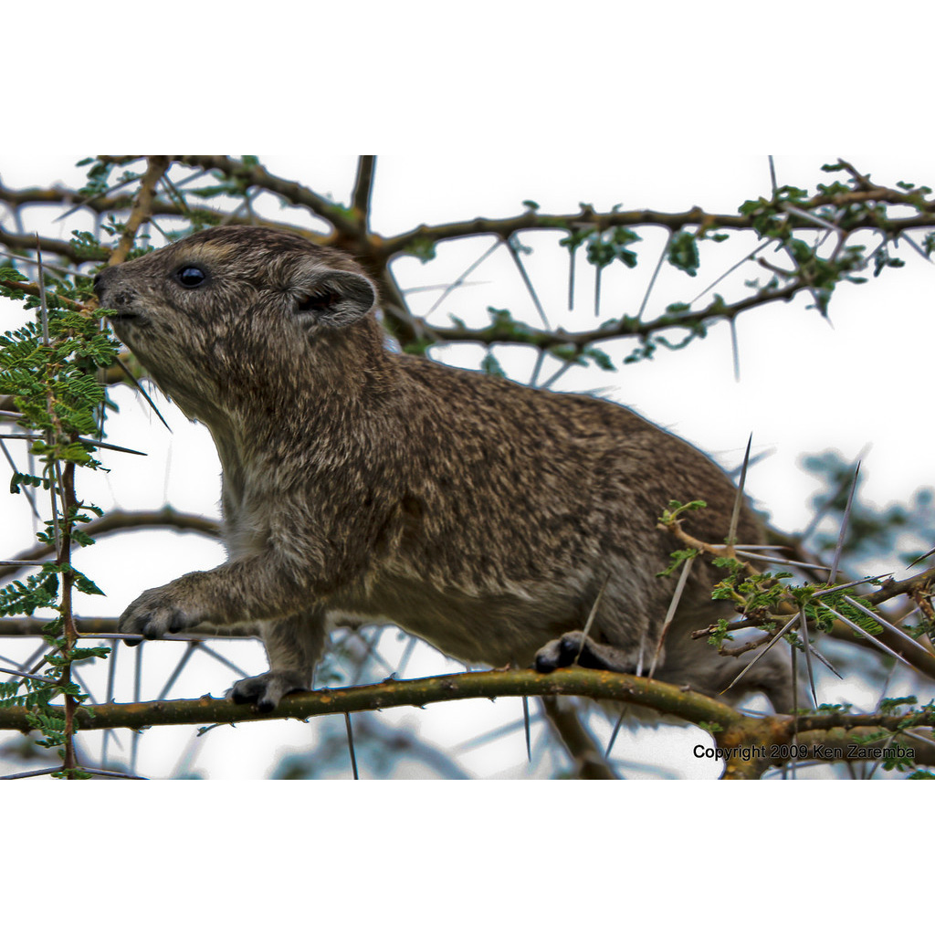 Древесный даман (Dendrohyrax arboreus) Фото №2