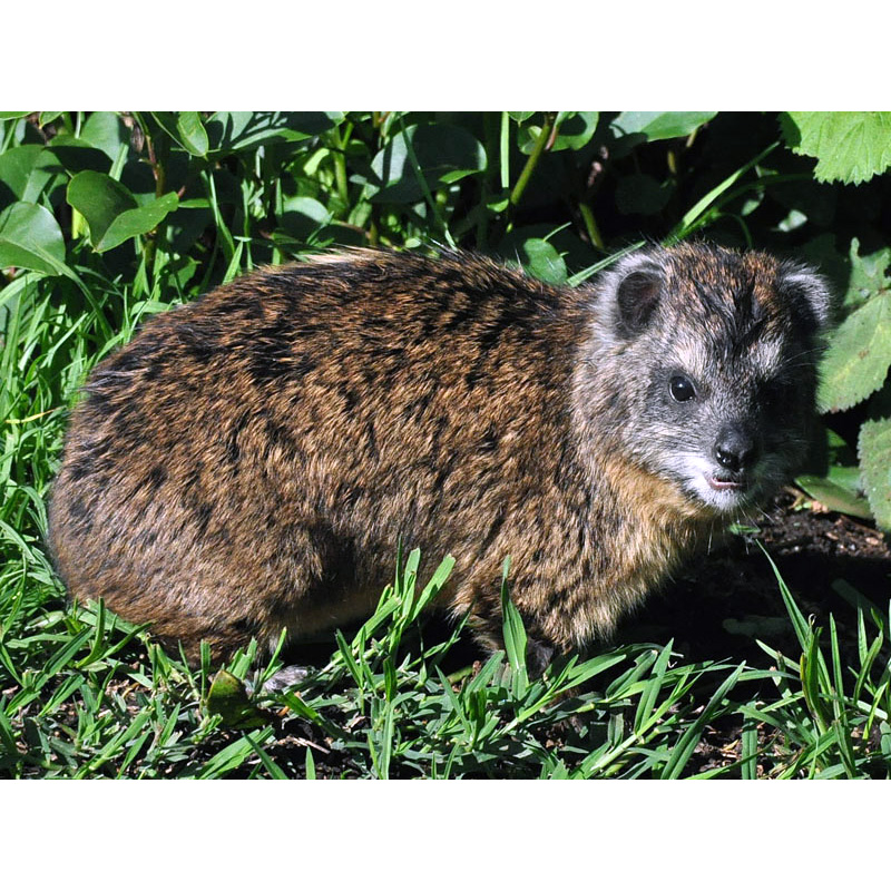 Древесный даман (Dendrohyrax arboreus) Фото №3