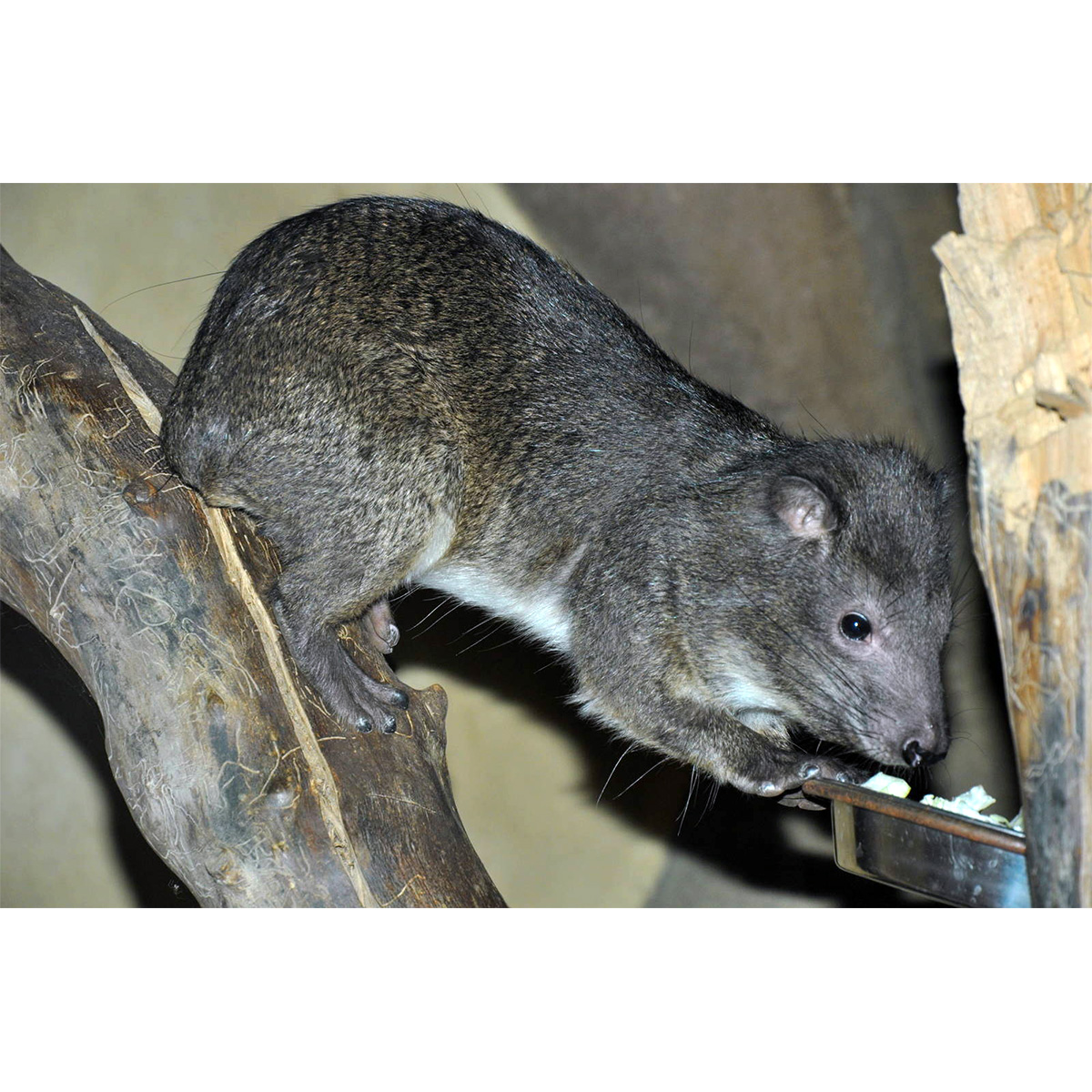 Древесный даман (Dendrohyrax arboreus) Фото №4