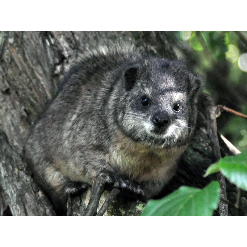 Древесный даман (Dendrohyrax arboreus) Фото №5