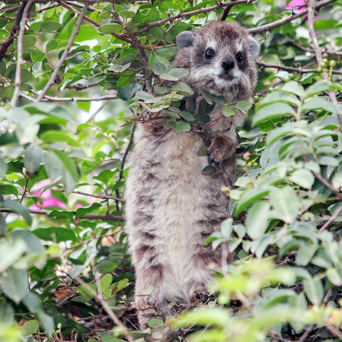Древесный даман (Dendrohyrax arboreus) Фото №6