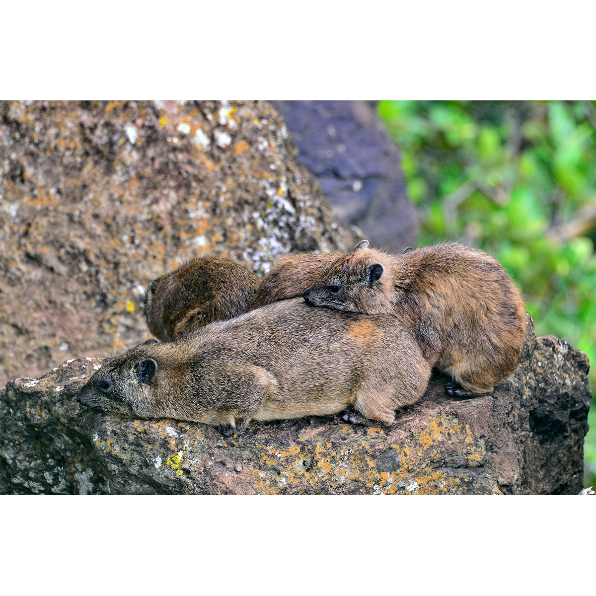 Древесный даман (Dendrohyrax arboreus) Фото №7
