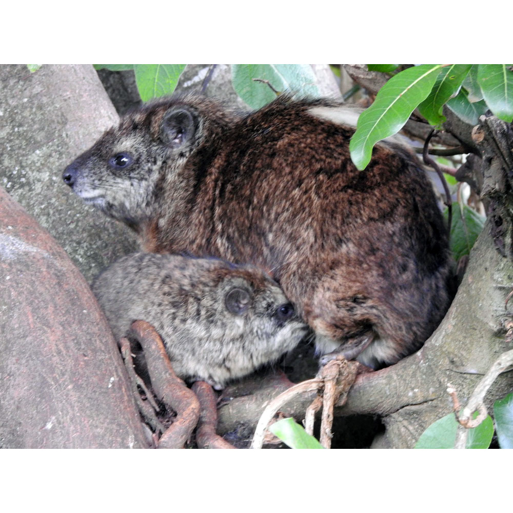 Древесный даман (Dendrohyrax arboreus) Фото №8