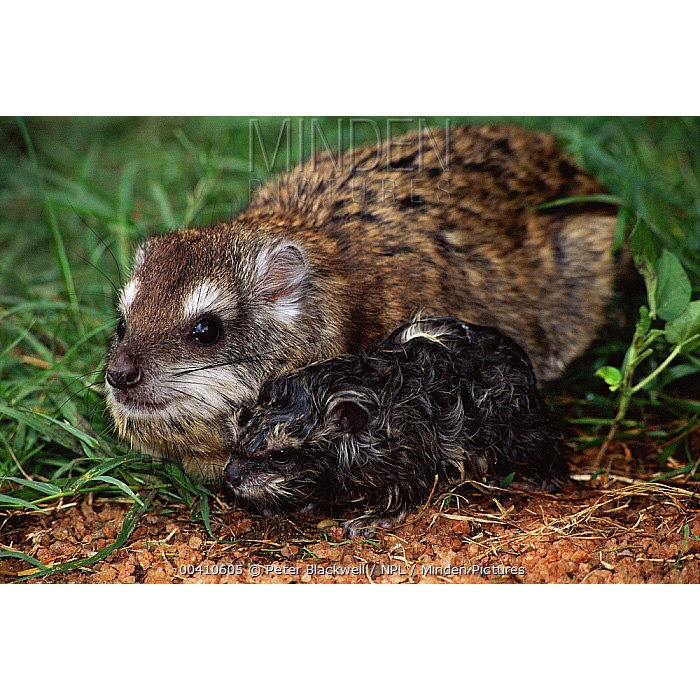 Древесный даман (Dendrohyrax arboreus) Фото №9