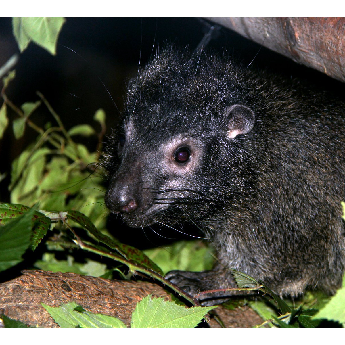 Западный даман (Dendrohyrax dorsalis) Фото №10