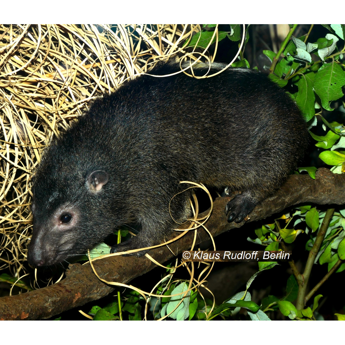 Западный даман (Dendrohyrax dorsalis) Фото №2