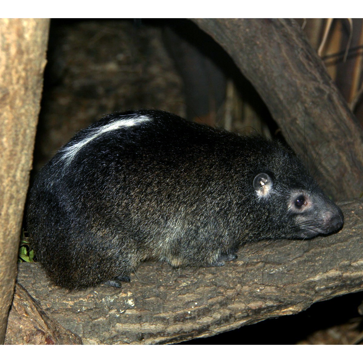 Западный даман (Dendrohyrax dorsalis) Фото №3