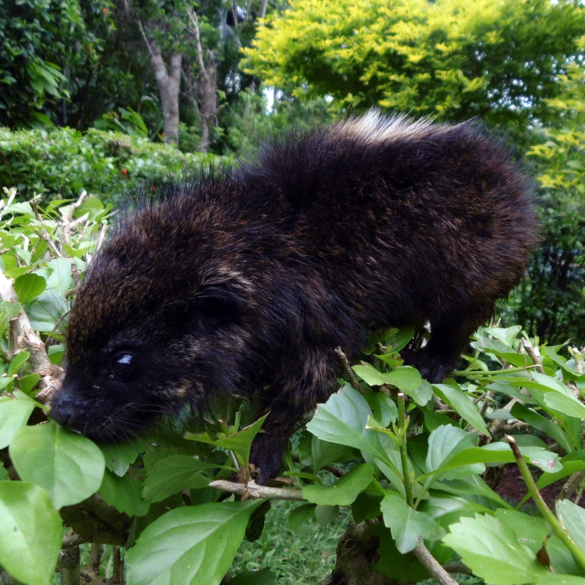 Западный даман (Dendrohyrax dorsalis) Фото №4