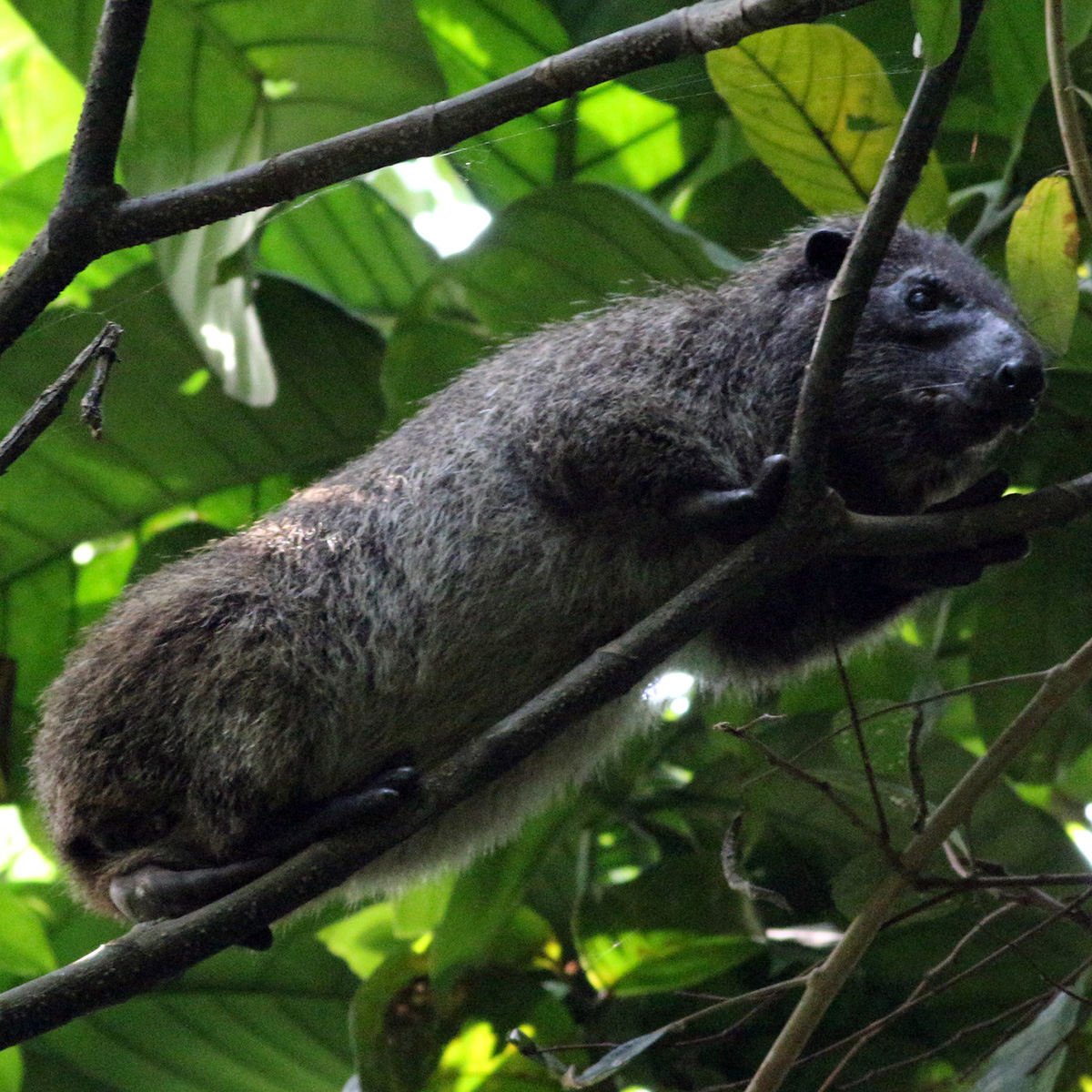 Западный даман (Dendrohyrax dorsalis) Фото №5