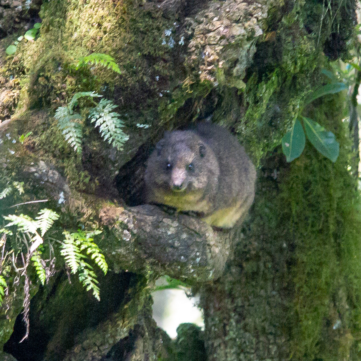 Западный даман (Dendrohyrax dorsalis) Фото №6