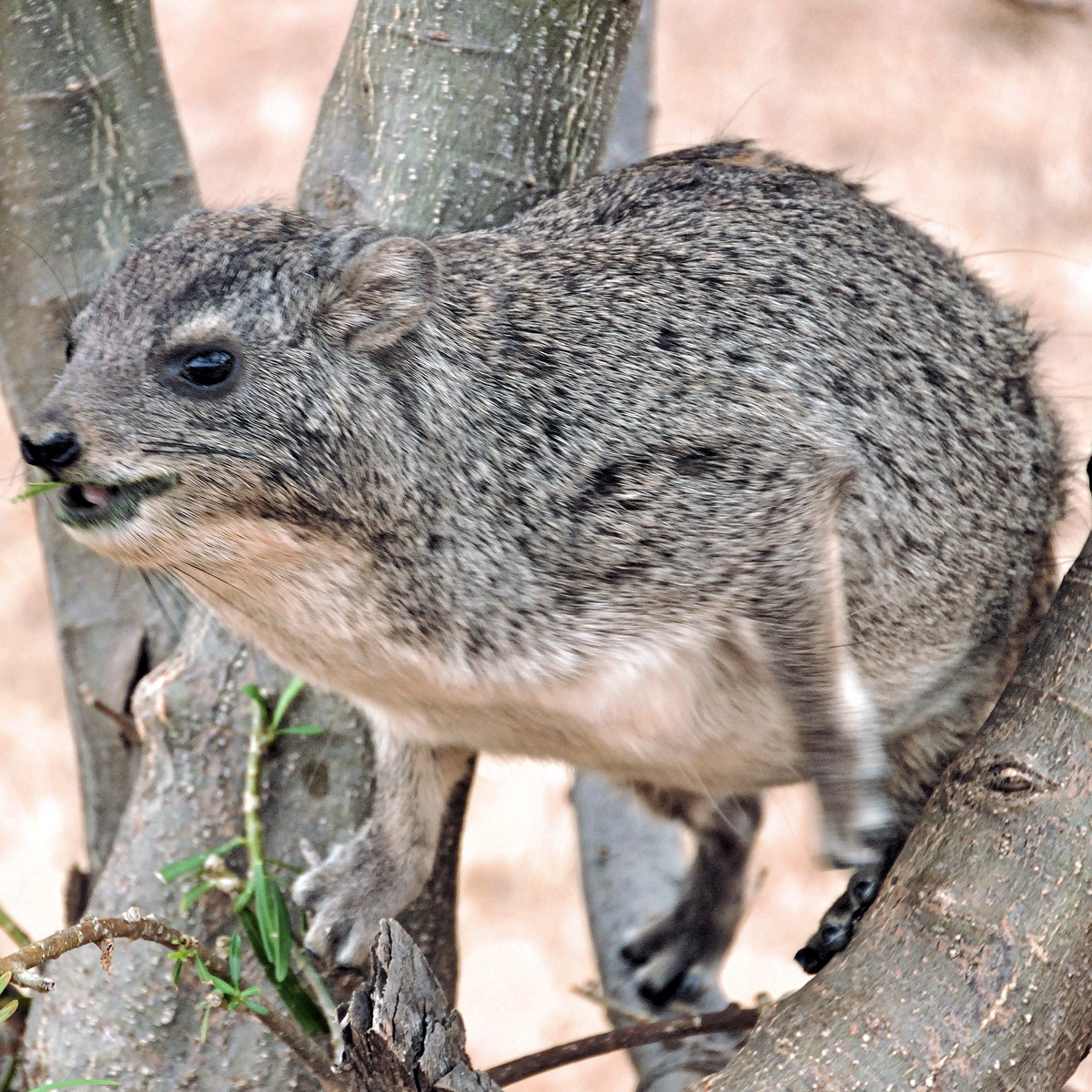 Западный даман (Dendrohyrax dorsalis) Фото №7