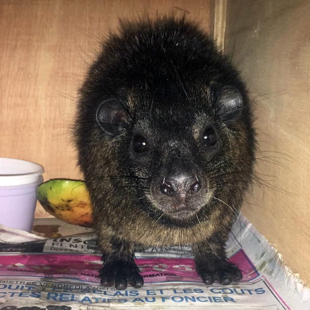 Западный даман (Dendrohyrax dorsalis) Фото №9