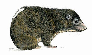 Dendrohyrax dorsalis dorsalis
