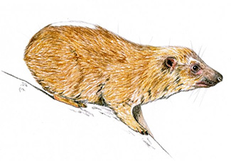 Dendrohyrax dorsalis emini