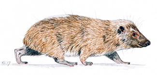 Dendrohyrax dorsalis latrator