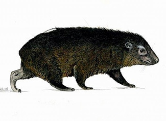 Dendrohyrax dorsalis nigricans