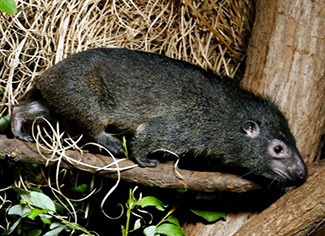 Dendrohyrax dorsalis sylvestris