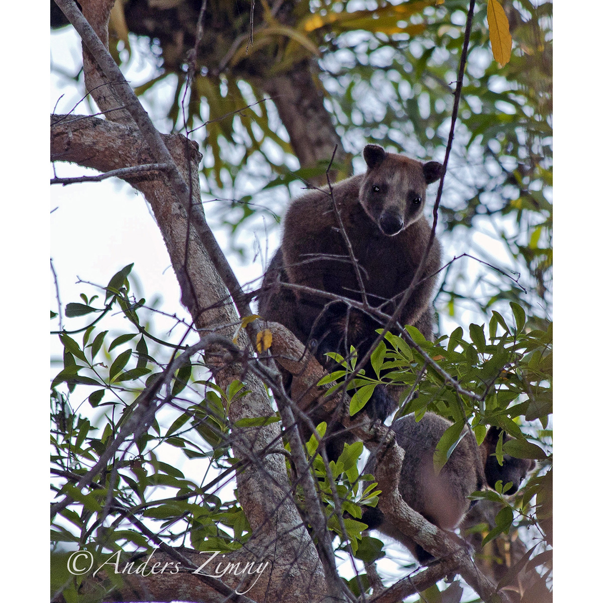 Кенгуру Беннетта (Dendrolagus bennettianus) Фото №10