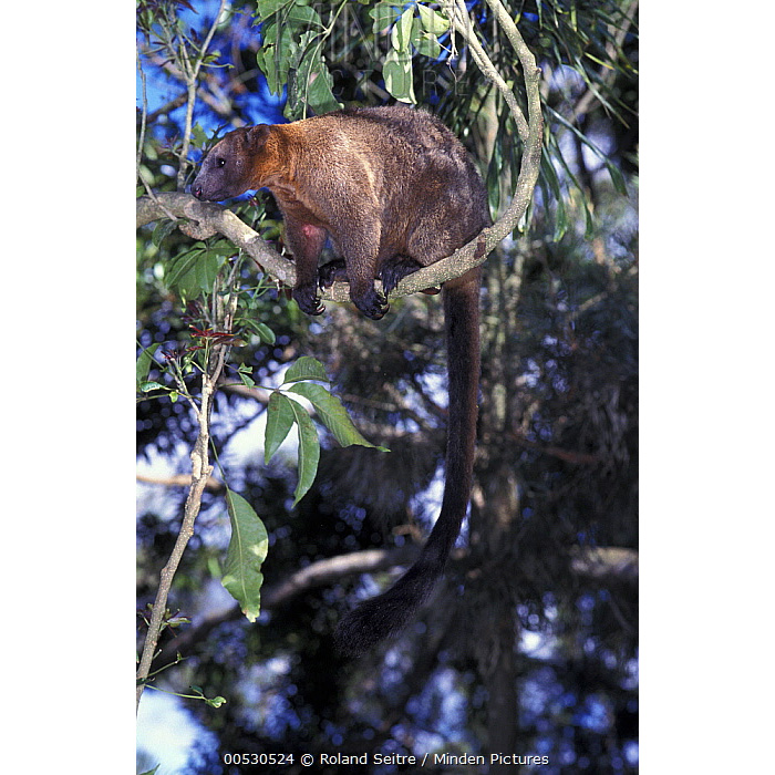 Кенгуру Беннетта (Dendrolagus bennettianus) Фото №2