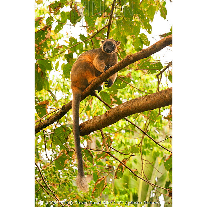 Кенгуру Беннетта (Dendrolagus bennettianus) Фото №4