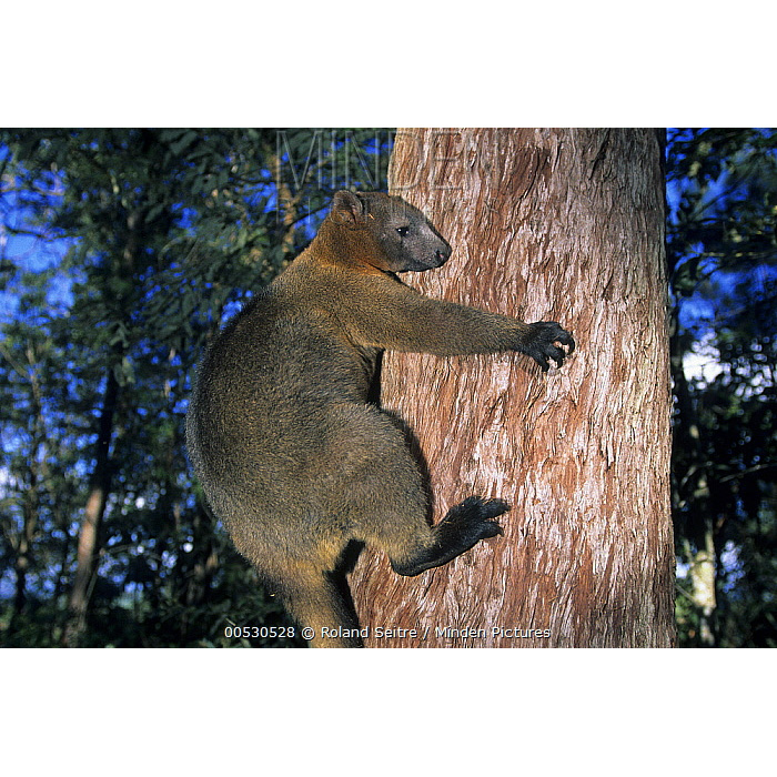 Кенгуру Беннетта (Dendrolagus bennettianus) Фото №6