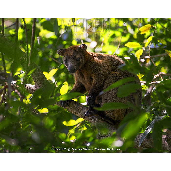 Кенгуру Беннетта (Dendrolagus bennettianus) Фото №7