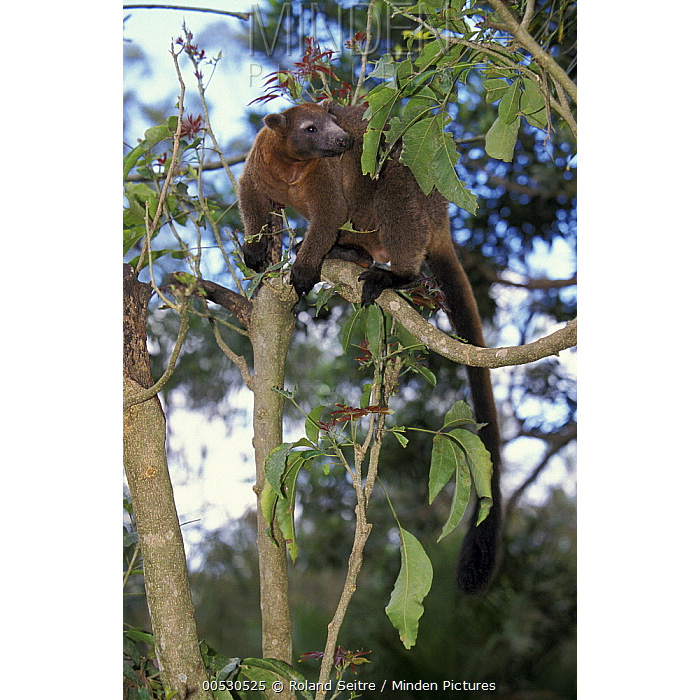 Кенгуру Беннетта (Dendrolagus bennettianus) Фото №8