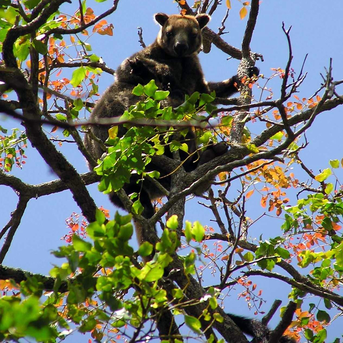 Кенгуру Беннетта (Dendrolagus bennettianus) Фото №9