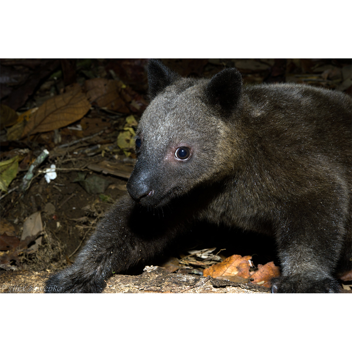Кенгуру Дориа (Dendrolagus dorianus) Фото №10