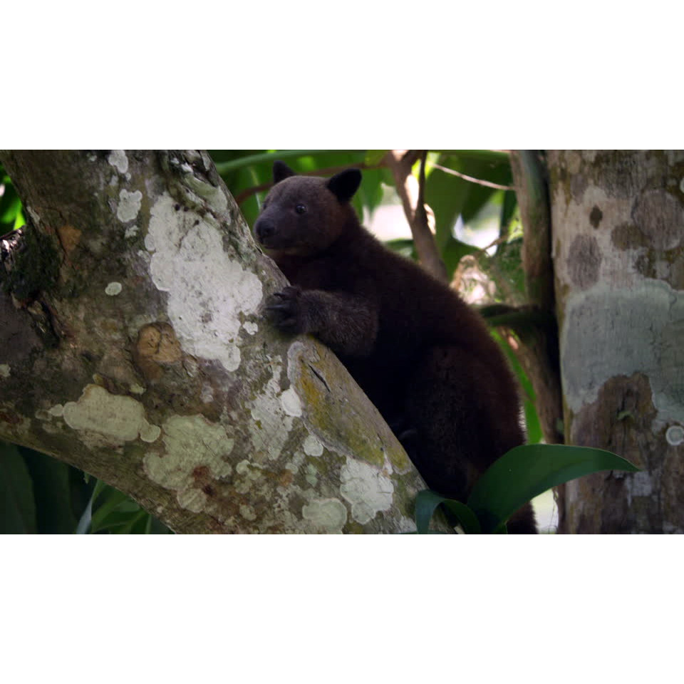 Кенгуру Дориа (Dendrolagus dorianus) Фото №2