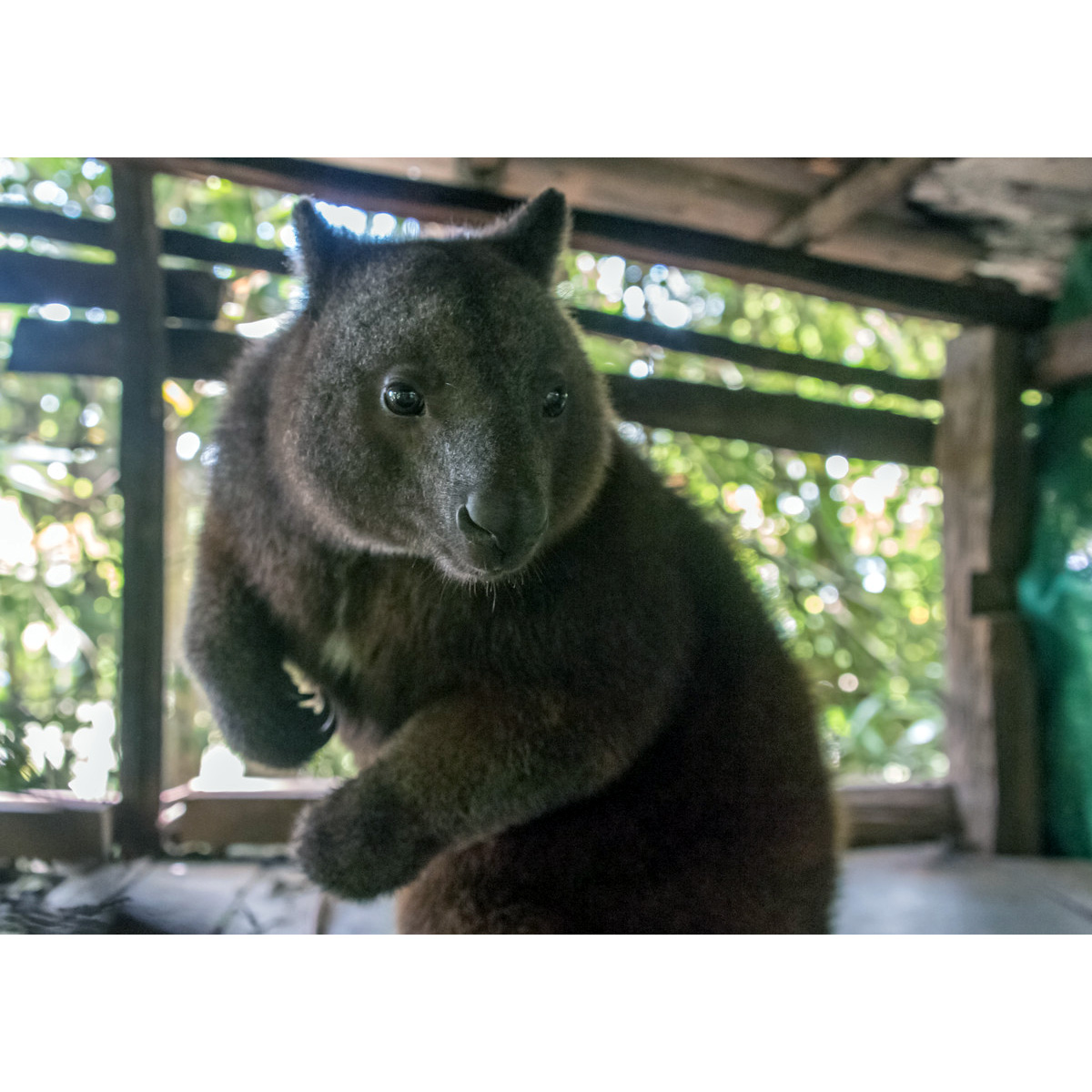 Кенгуру Дориа (Dendrolagus dorianus) Фото №3