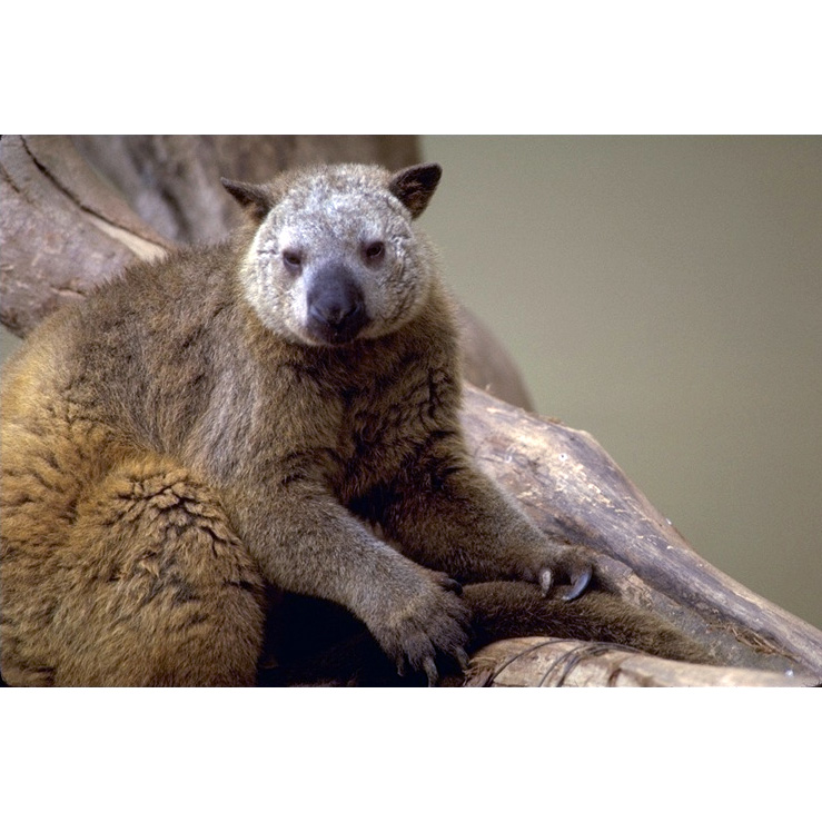 Кенгуру Дориа (Dendrolagus dorianus) Фото №4