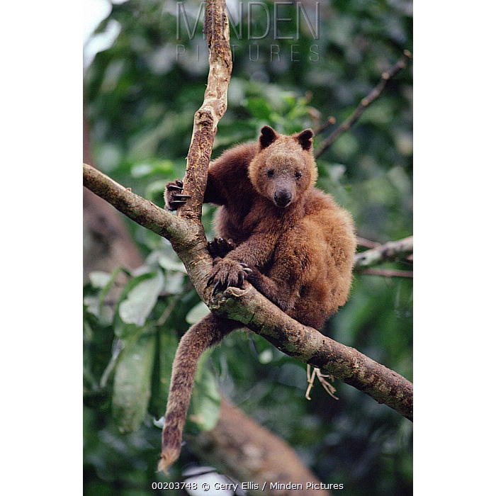 Кенгуру Дориа (Dendrolagus dorianus) Фото №5